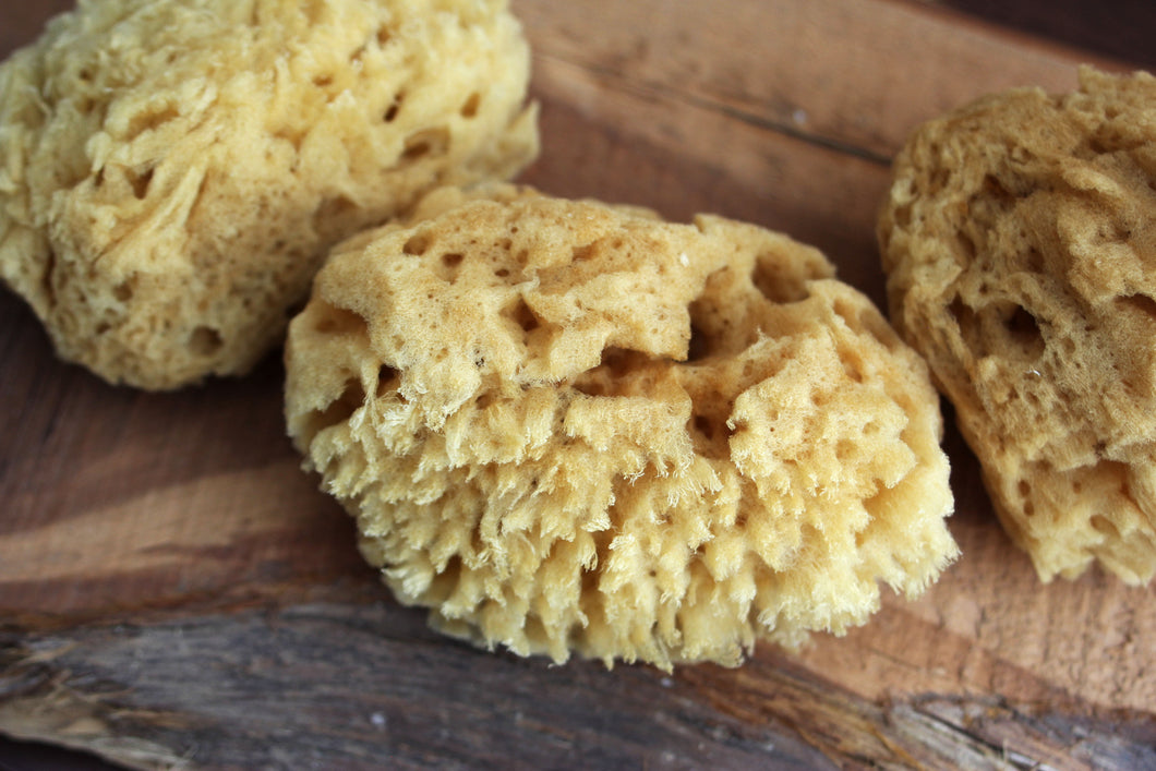 SEA WOOL SPONGE